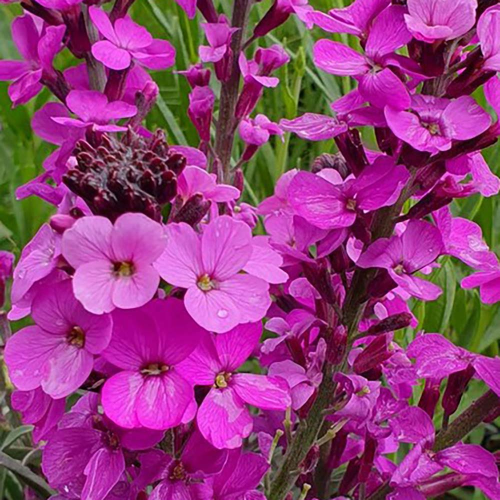 Purple Pink Linifolium Flower seeds for Planting - Perfect for Borders, Heirloom & GMO Free Seeds for Home Garden