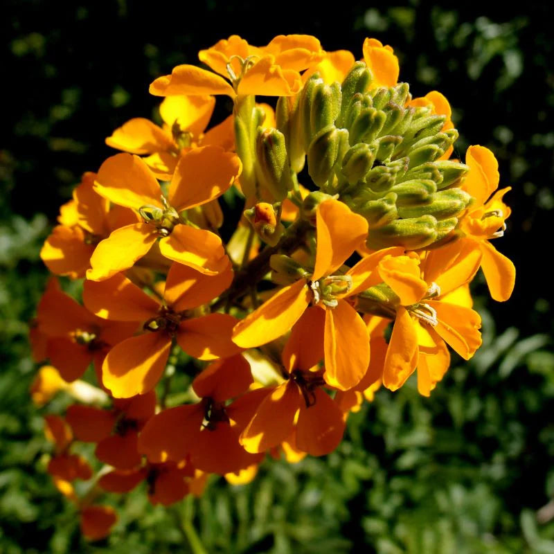 Orange Wallflower Flower seeds for Planting - Drought Tolerant, Heirloom & GMO Free Seeds for Home Garden
