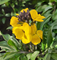 Yellow Wallflower Flower seeds for Planting - Premium Quality, Heirloom & GMO Free Seeds for Home Garden