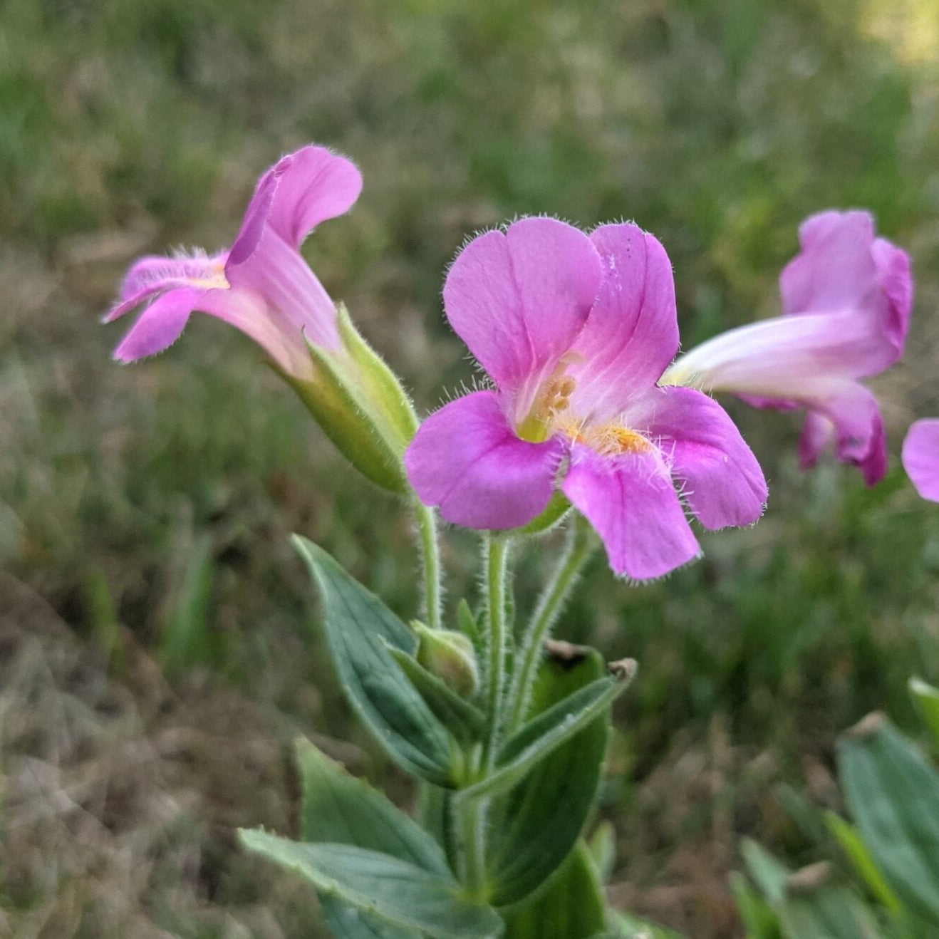 Purple Mimulus Lewisii Flower seeds for Planting - Easy to Grow, Heirloom & GMO Free Seeds for Home Garden