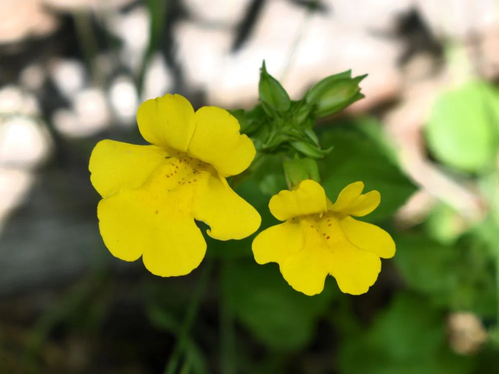 Yellow Mimulus Guttatus Flower Seeds for Planting