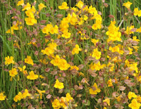 Yellow Mimulus Guttatus Flower seeds for Planting - Low Maintenance, Heirloom & GMO Free Seeds for Home Garden
