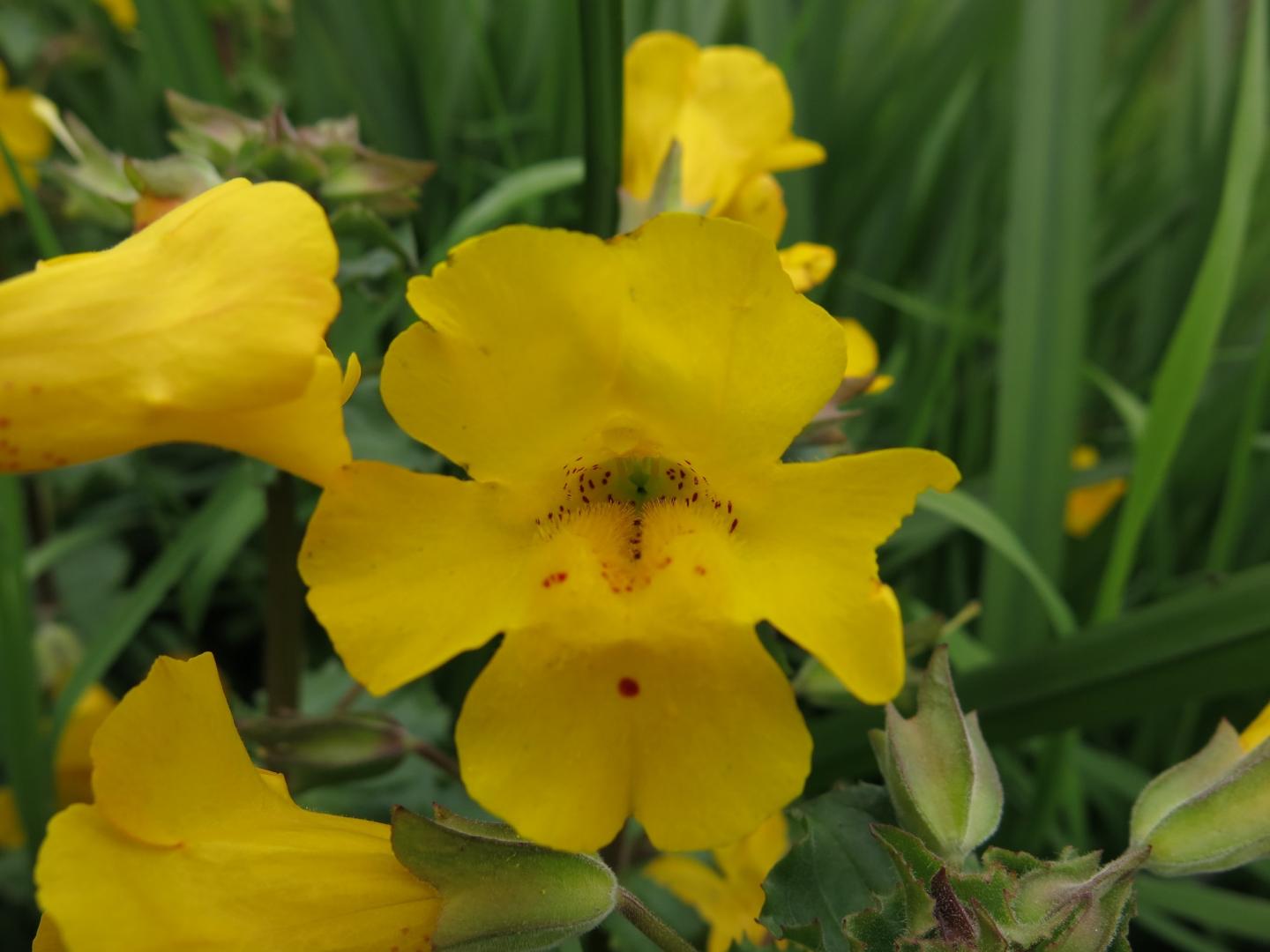 Yellow Erythranthe Flower seeds for Planting - Wildflower Mix, Heirloom & GMO Free Seeds for Home Garden