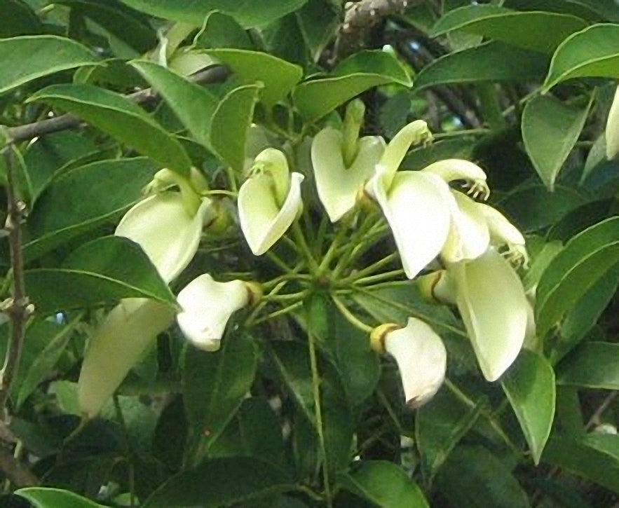 White Erythrina Crista Galli Flower seeds for Planting - Cut Flower Favorite, Heirloom & GMO Free Seeds for Home Garden
