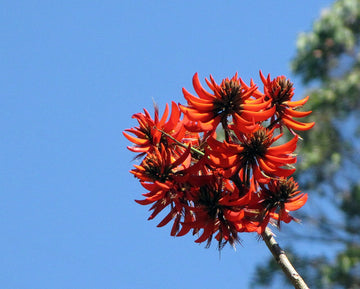 Red Sophora Flower seeds for Planting Easy to Grow Heirloom & GMO Free Seeds for Home Garden 
 
 Sale
