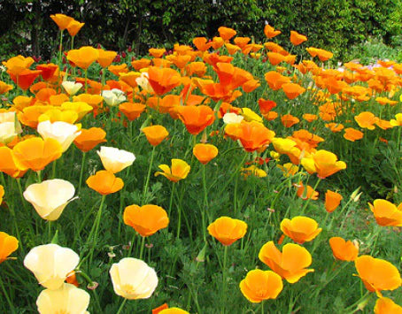 Yellow Eschscholzia Flower Seeds Planting
