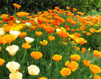 Yellow Eschscholzia Flower Seeds Planting