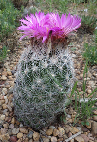 Escobaria Vivipara Flower seeds for Planting Garden Favorite Heirloom & GMO Free Seeds for Home Garden