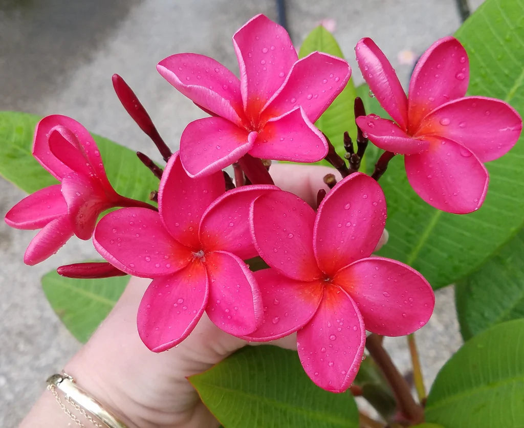Pink & Yellow Egg Flower seeds for Planting - Low Maintenance, Heirloom & GMO Free Seeds for Home Garden
