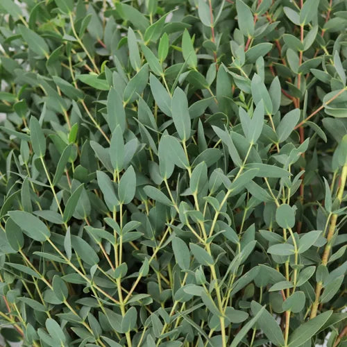 Green Eucalyptus Parvifolia Flower seeds for Planting - Sun Loving, Heirloom & GMO Free Seeds for Home Garden