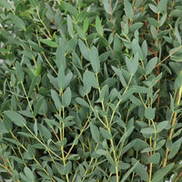 Green Eucalyptus Parvifolia Flower seeds for Planting - Sun Loving, Heirloom & GMO Free Seeds for Home Garden