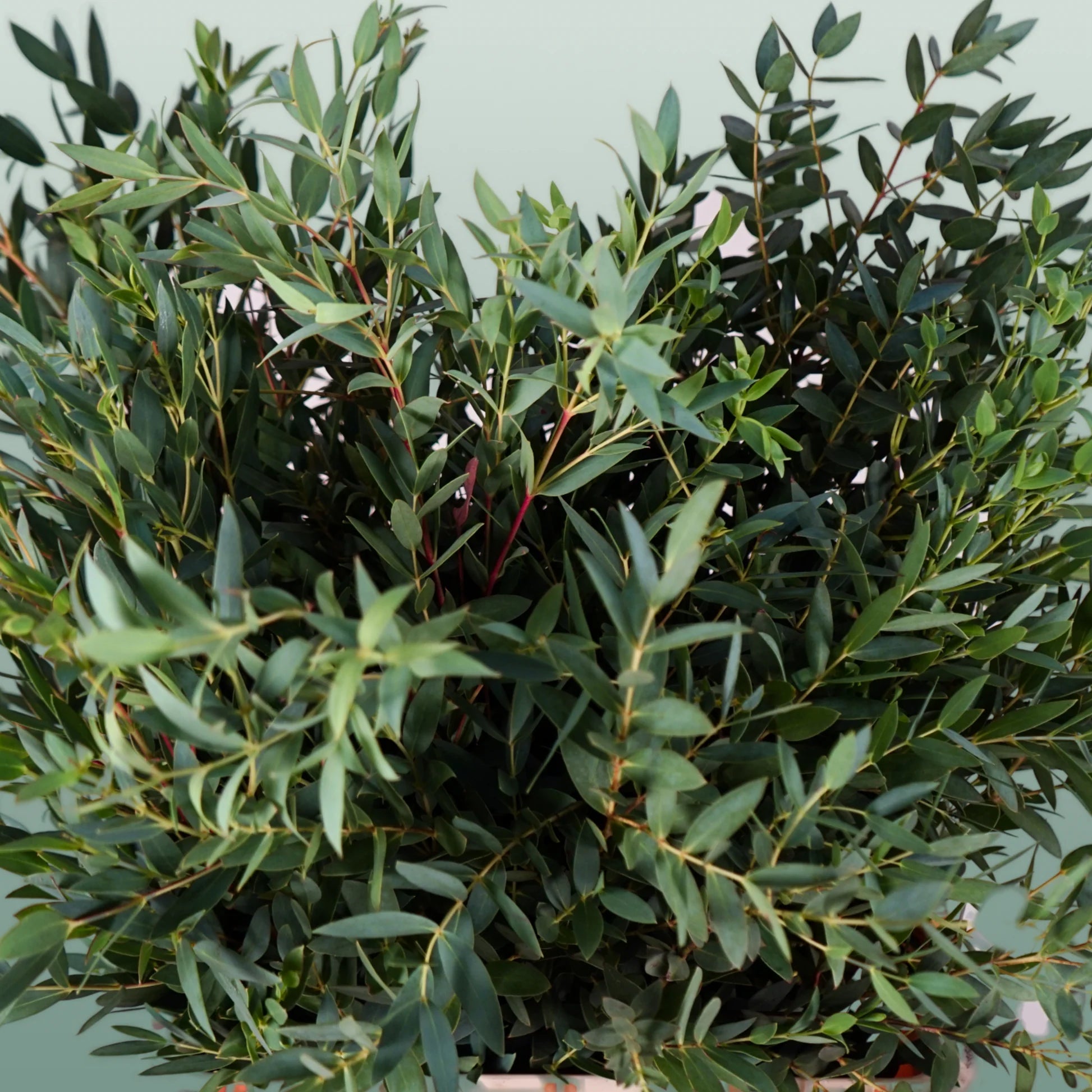 Green Eucalyptus Parvifolia Flower seeds for Planting - Sun Loving, Heirloom & GMO Free Seeds for Home Garden