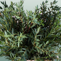 Green Eucalyptus Parvifolia Flower seeds for Planting - Sun Loving, Heirloom & GMO Free Seeds for Home Garden