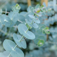 Eucalyptus Cinerea, Silver Dollar Flower seeds for Planting - Drought Tolerant, Heirloom & GMO Free Seeds for Home Garden