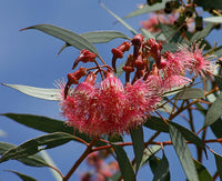 Red Eucalyptus Torquata Tree Planting  Seeds for Stunning Growth and Vibrant Color