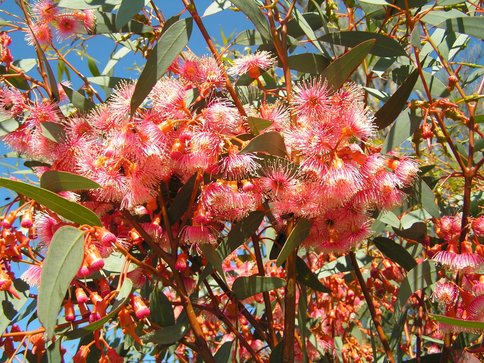 Red Eucalyptus Torquata Tree Planting  Seeds for Stunning Growth and Vibrant Color