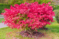 Red Burning Bush Flower seeds for Planting - Fragrant Blossoms, Heirloom & GMO Free Seeds for Home Garden