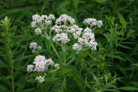 White Eupatorium Perfoliatum Flower seeds for Planting - Compact Growth, Heirloom & GMO Free Seeds for Home Garden