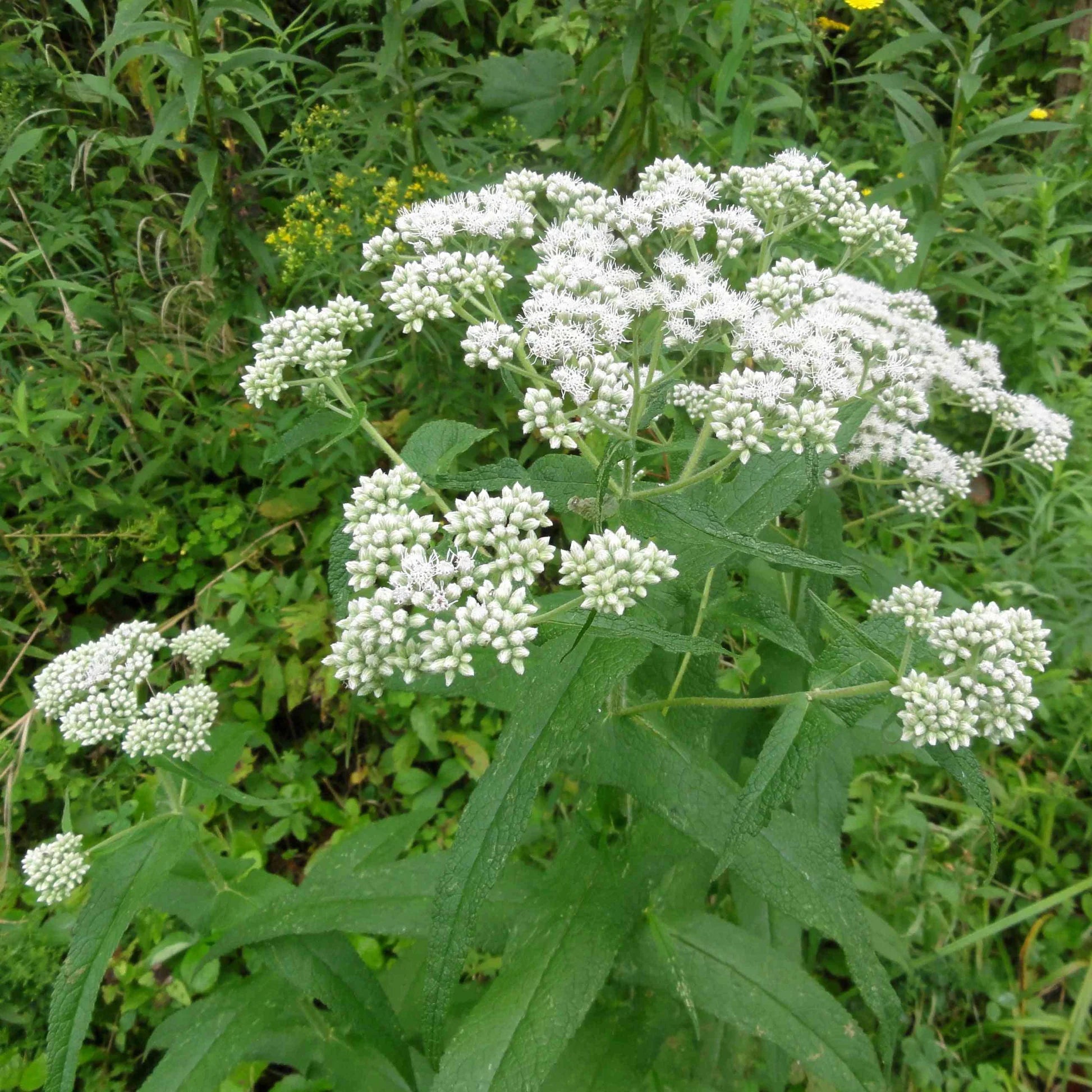 White Eupatorium Perfoliatum Flower seeds for Planting - Compact Growth, Heirloom & GMO Free Seeds for Home Garden