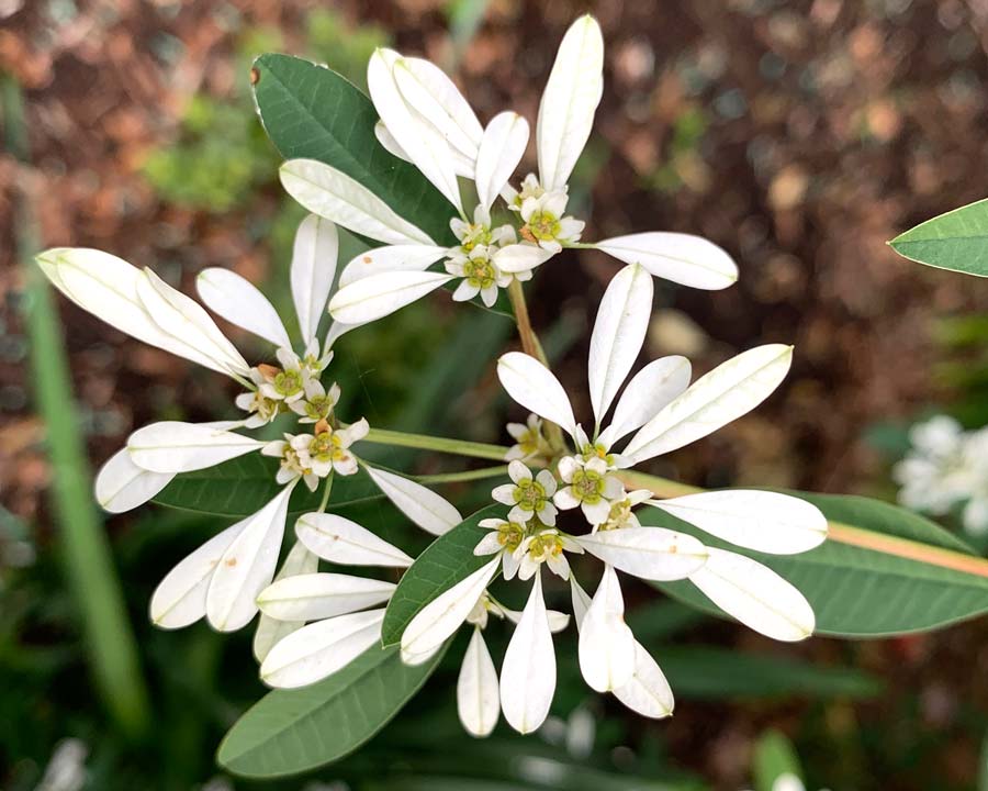 Euphorbia Early Snow White Flower seeds for Planting Drought Tolerant Heirloom & GMO Free Seeds for Home Garden 
 
 Sale