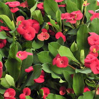 Euphorbia Flower seeds for Planting, Shade Tolerant Heirloom & GMO Free Seeds for Home Garden