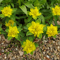 Yellow Euphorbia Polychroma Planting Seeds