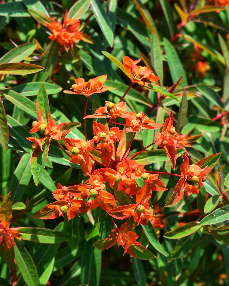 Euphorbia Griffithii Flower seeds for Planting - Compact Growth, Heirloom & GMO Free Seeds for Home Garden