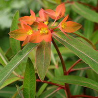 Euphorbia Griffithii Flower seeds for Planting - Seasonal Bloomer, Heirloom & GMO Free Seeds for Home Garden