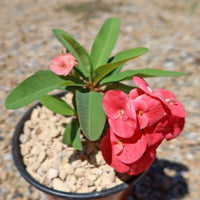 Red Succulent Flower Seeds for Planting – Easy to Grow Heirloom & NonGMO Seeds for Home Garden
 
 Sale