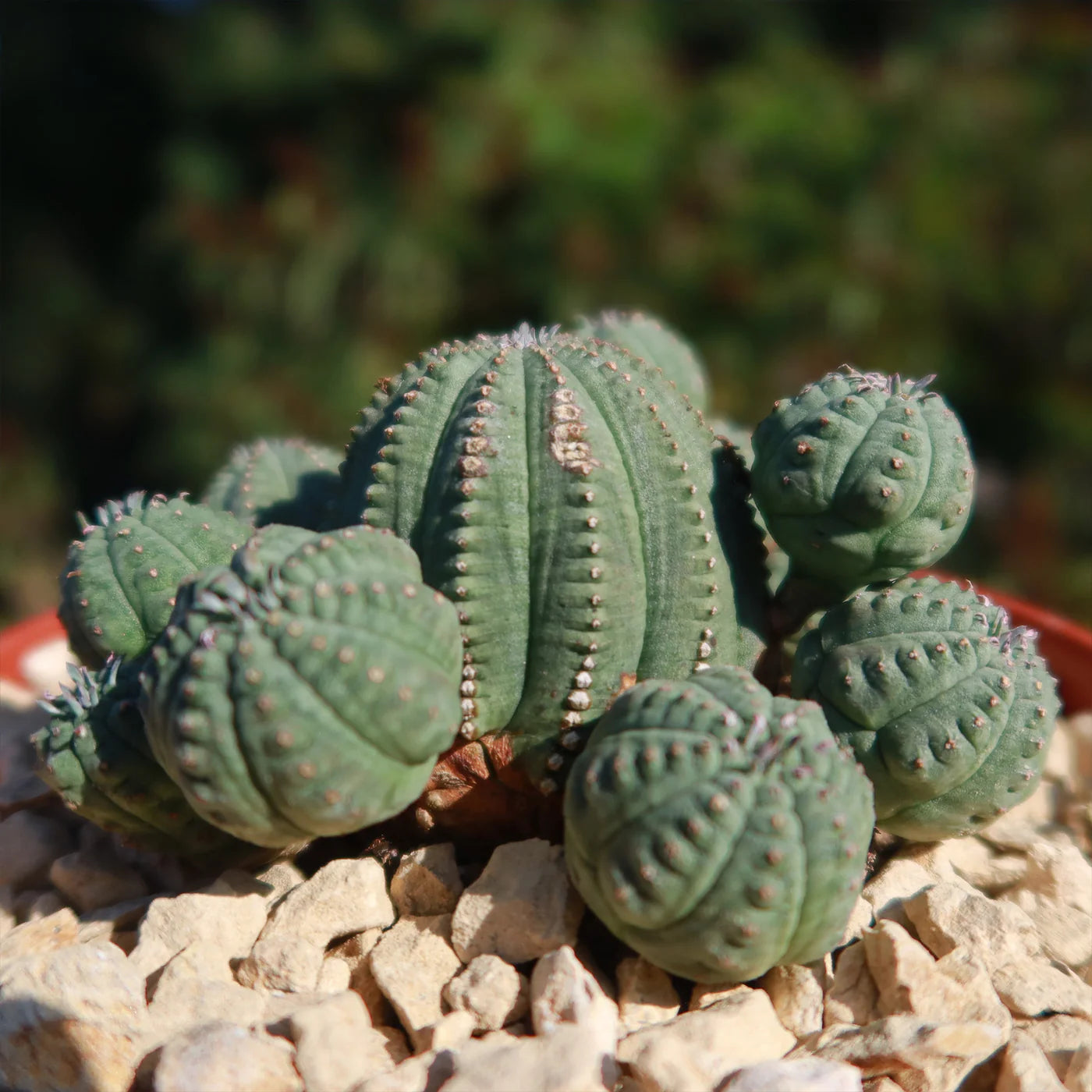 Green Euphorbia Obesa Flower seeds for Planting - Perfect for Borders, Heirloom & GMO Free Seeds for Home Garden