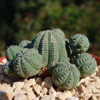 Green Euphorbia Obesa Flower seeds for Planting - Perfect for Borders, Heirloom & GMO Free Seeds for Home Garden