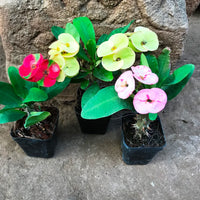 Blue Euphorbia Milii Flower seeds for Planting Colorful Display Heirloom & GMO Free Seeds for Home Garden
 
 Sale