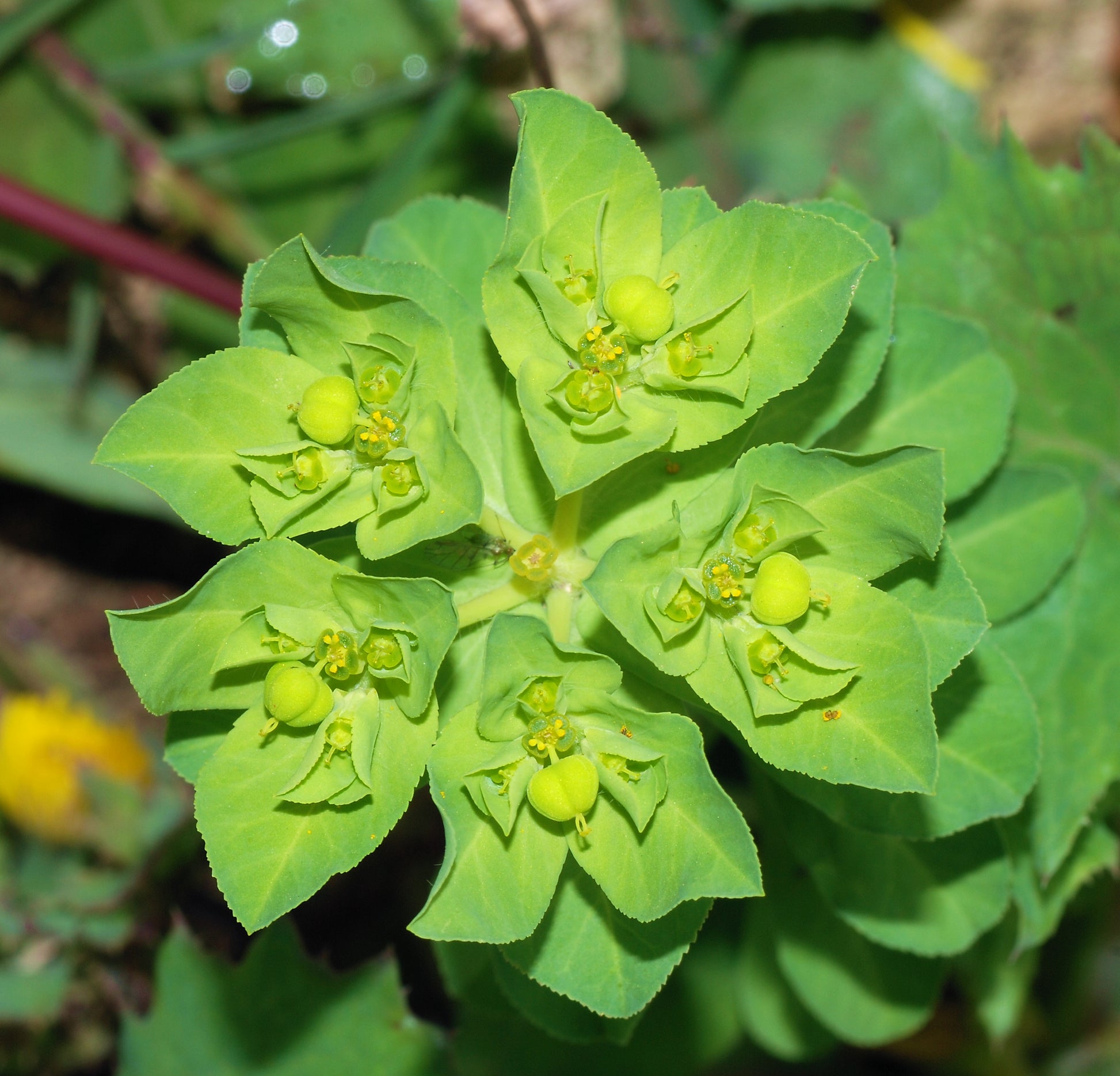 Green Euphorbia Flower seeds for Planting Pollinator Friendly Heirloom & GMO Free Seeds for Home Garden
 
 Sale