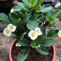 White Euphorbia Milii Flower seeds for Planting - Vibrant Colors, Heirloom & GMO Free Seeds for Home Garden