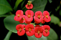 Crown of Thorn Flower Seeds  Easy Planting for Vibrant Blooms