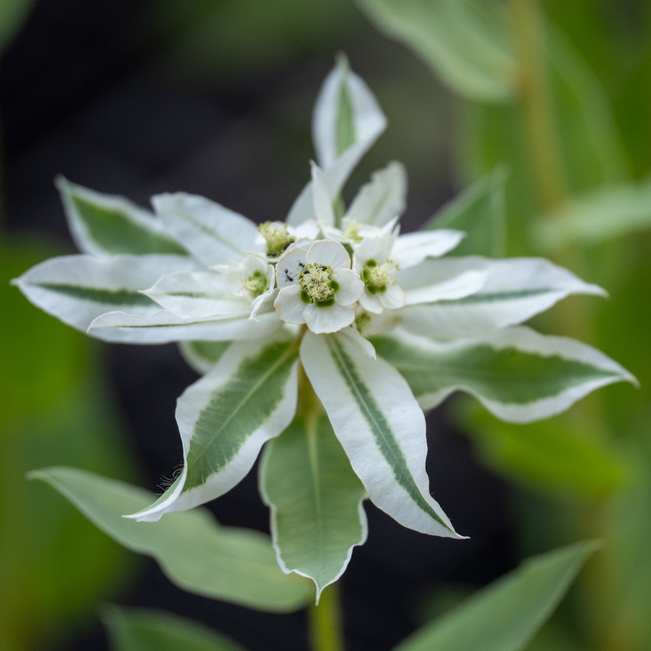 Green Snow on the Mountain Flower seeds for Planting - Long Bloom Season, Heirloom & GMO Free Seeds for Home Garden