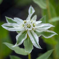 Green Snow on the Mountain Flower seeds for Planting - Long Bloom Season, Heirloom & GMO Free Seeds for Home Garden