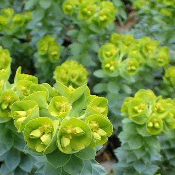 Green Euphorbia Myrsinites Flower seeds for Planting - Cut Flower Favorite, Heirloom & GMO Free Seeds for Home Garden