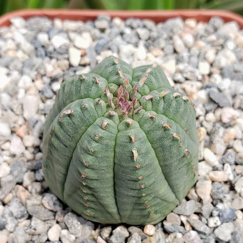 Green Euphorbia Obesa Flower seeds for Planting - Perfect for Borders, Heirloom & GMO Free Seeds for Home Garden