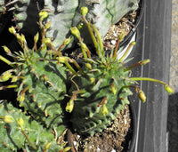 Euphorbia Spiralis Flower seeds for Planting Colorful Display Heirloom & GMO Free Seeds for Home Garden 
 
 Sale