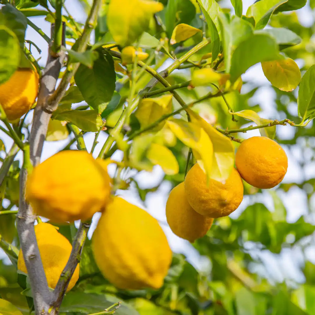 Eureka Fruit Seeds for Easy Planting