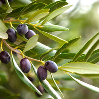 Olive Tree Planting Seeds for Home Gardens