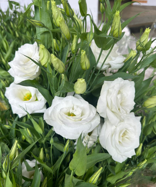 Eustomia Flower seeds for Planting - Perfect for Borders, Heirloom & GMO Free Seeds for Home Garden
