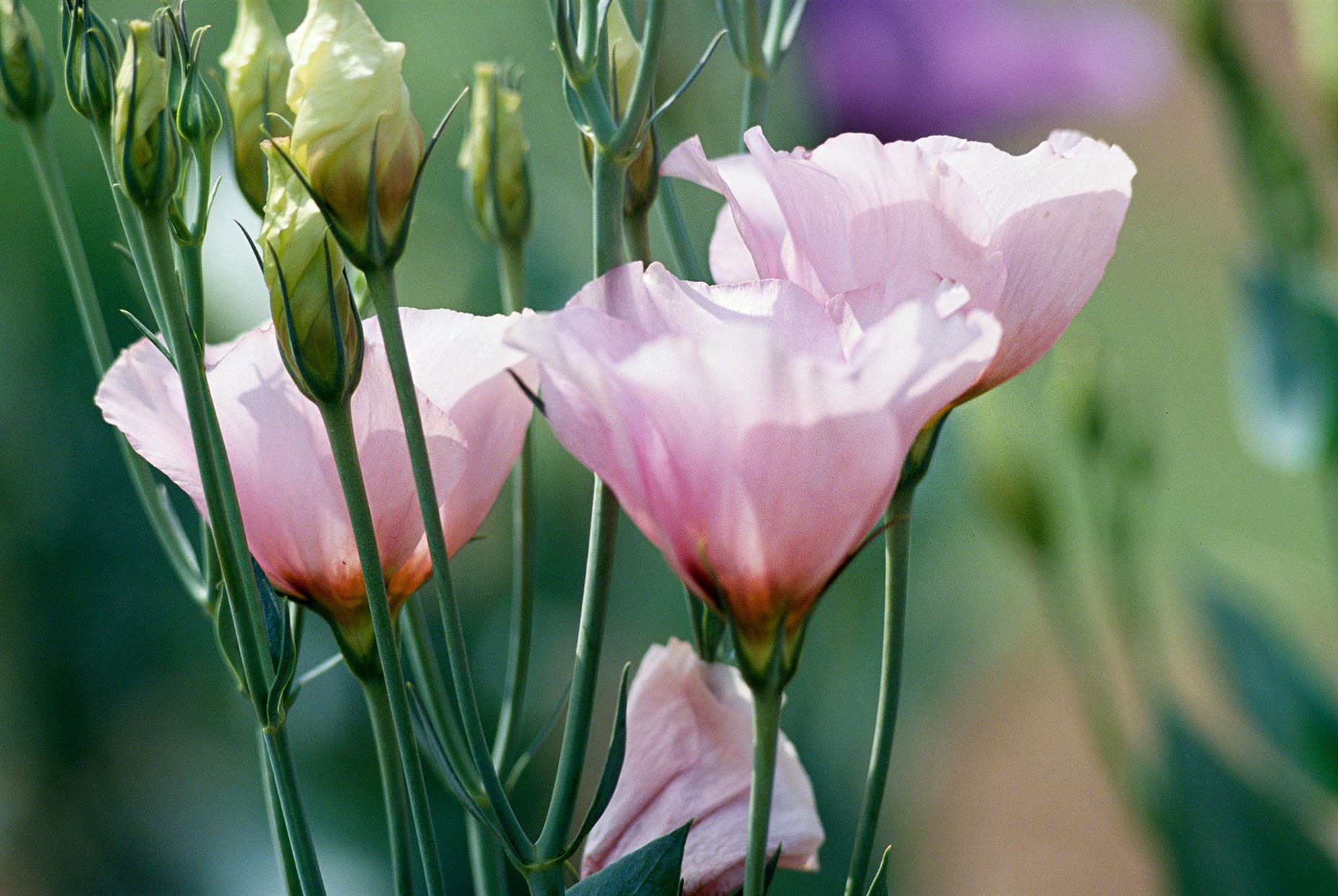 Eustoma Seeds for Planting