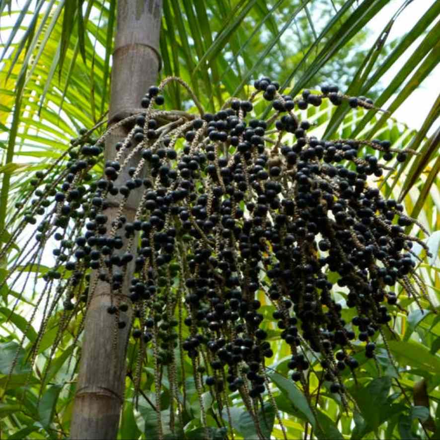 Acai Fruit Seeds Collection for Easy Planting