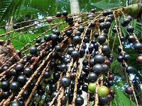 Acai Fruit Seeds Collection for Easy Planting