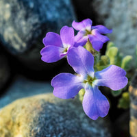 Purple Mixed EveningScented Flower Seeds for Planting Low Maintenance Heirloom & GMO Free Seeds for Home Garden
 
 Sale