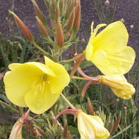Yellow Primrose Flower Seeds for Planting – Shade Tolerant Heirloom & GMO Free Seeds for Home Garden
 
 Sale