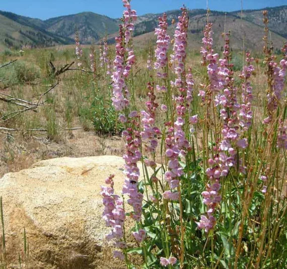 Pink Palmers Penstemon Seeds for Planting  Vibrant Perennial Flower Seeds for Your Garden