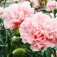 Pink Carnation Flower seeds for Planting Colorful Display Heirloom & GMO Free Seeds for Home Garden 
 
 Sale